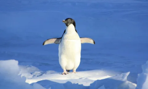 Des fientes de manchot pour guérir la planète