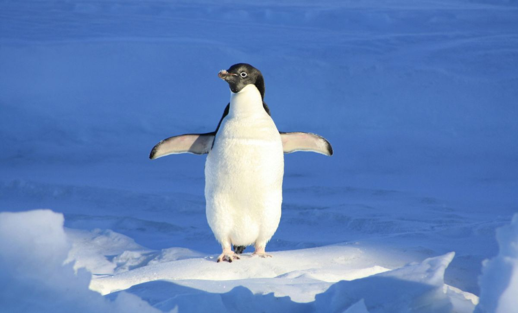 Des fientes de manchot pour guérir la planète