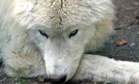 Des loups préhistoriques ressuscités par des scientifiques