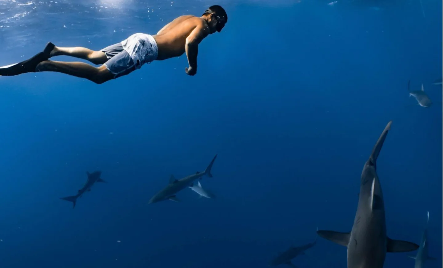 Pourquoi avons-nous une dent contre les requins ?