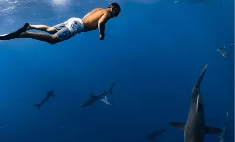 Pourquoi avons-nous une dent contre les requins ?