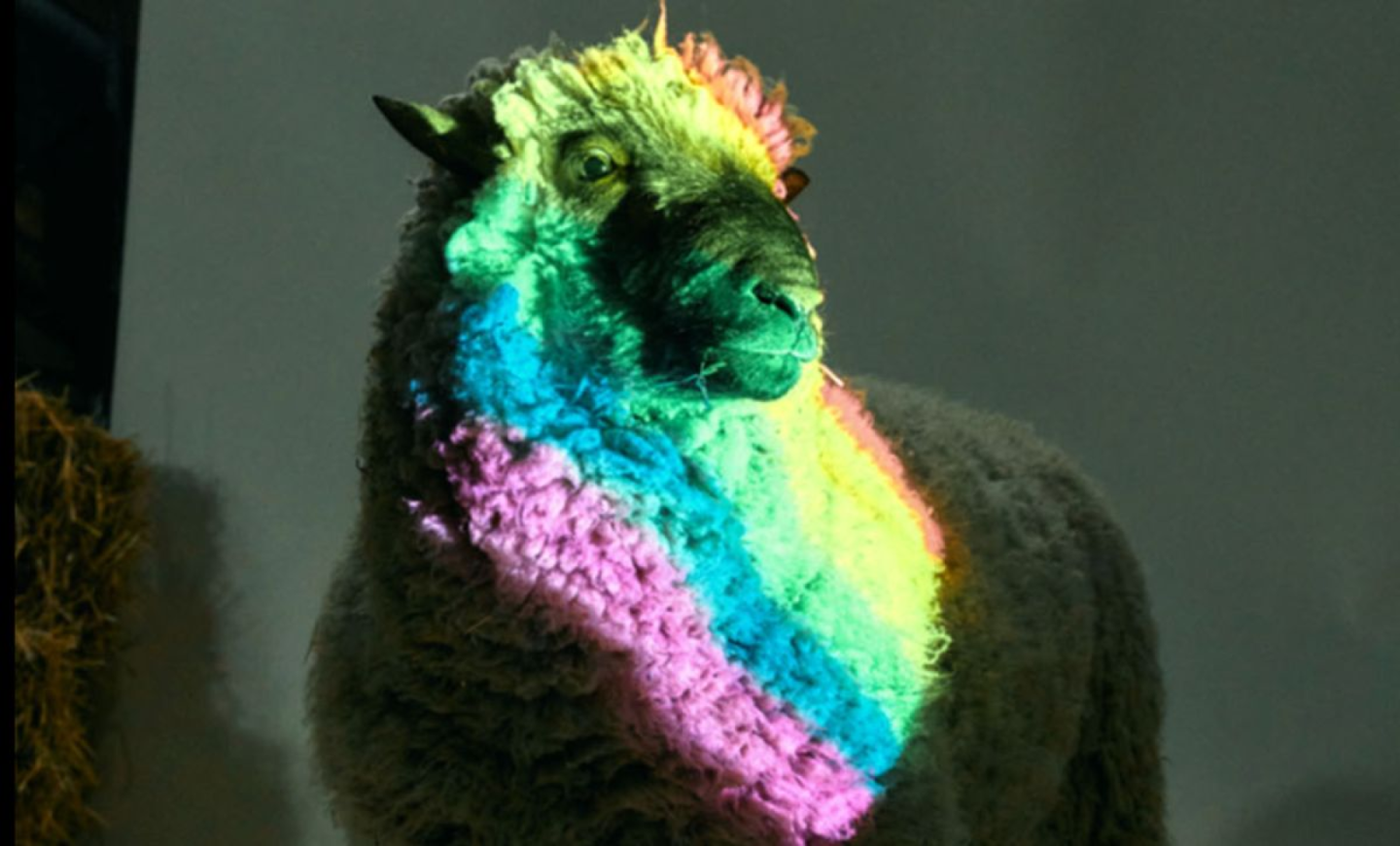 Sauver les moutons homosexuels, l’idée mode de Rainbow Wool