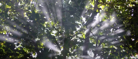 Yeahman, un vent tropical souffle sur Toulouse